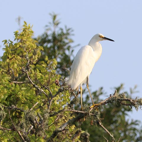 Nassau Bay